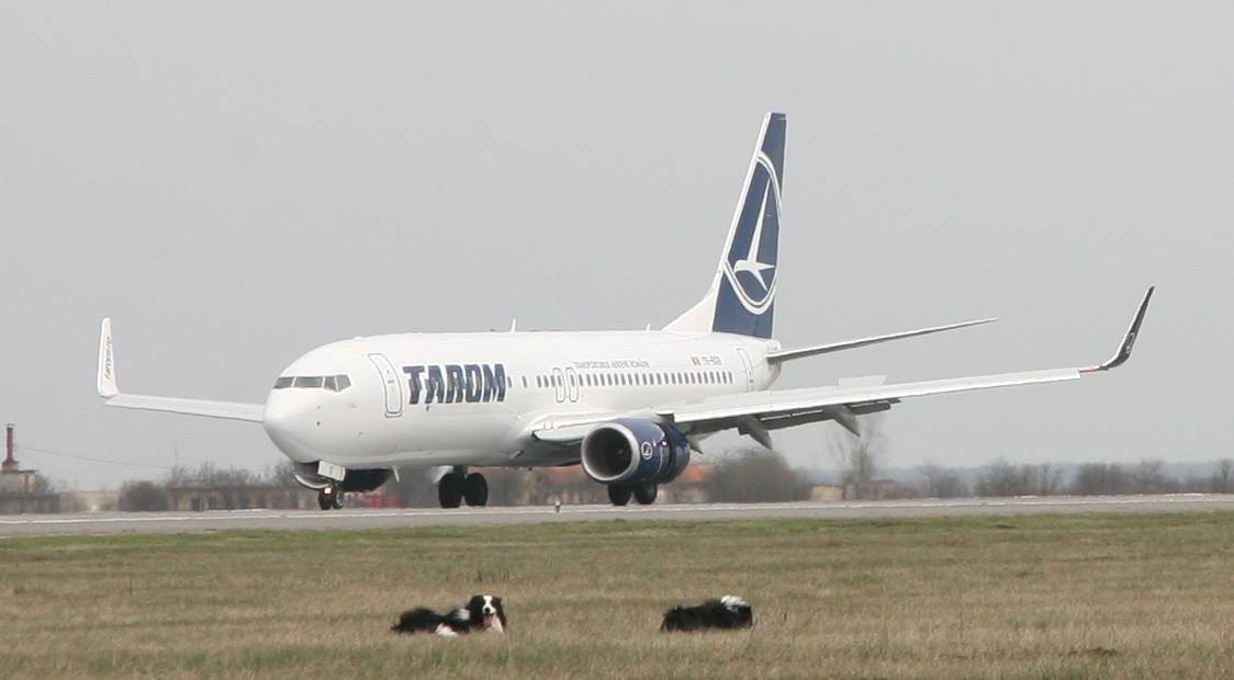 Aeroport Otopeni birdstrike