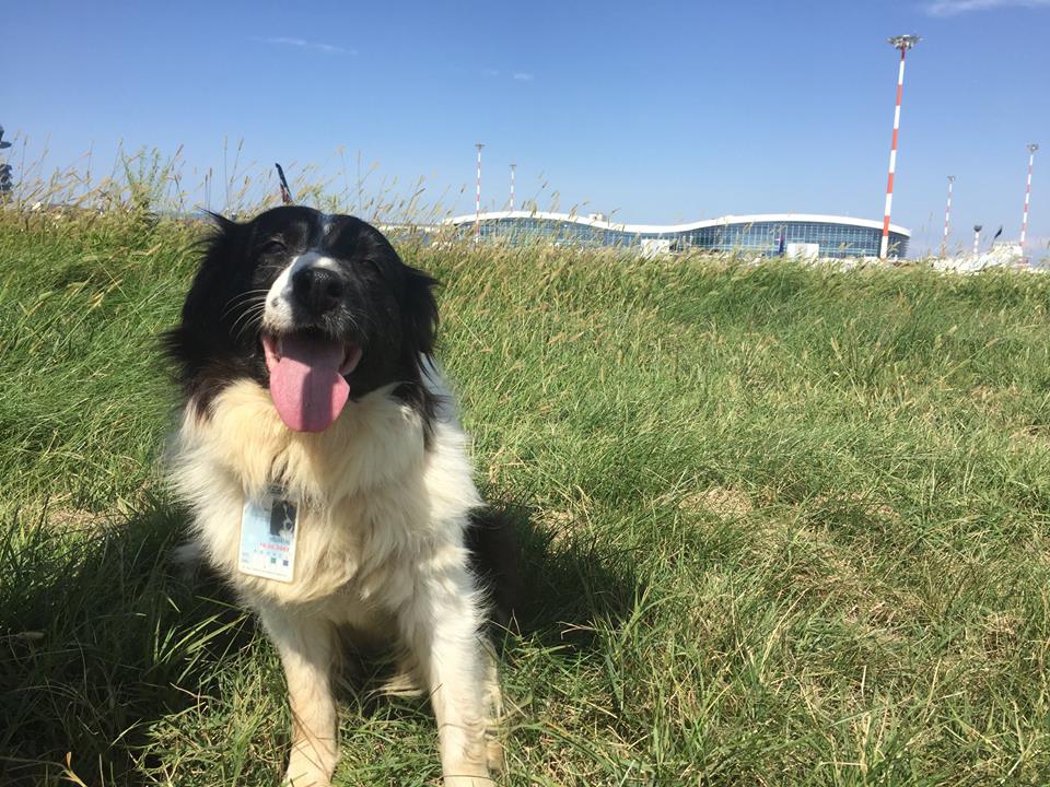 caini birdstrike otopeni